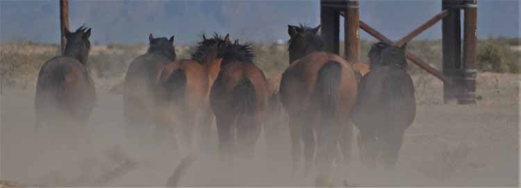 mustangs